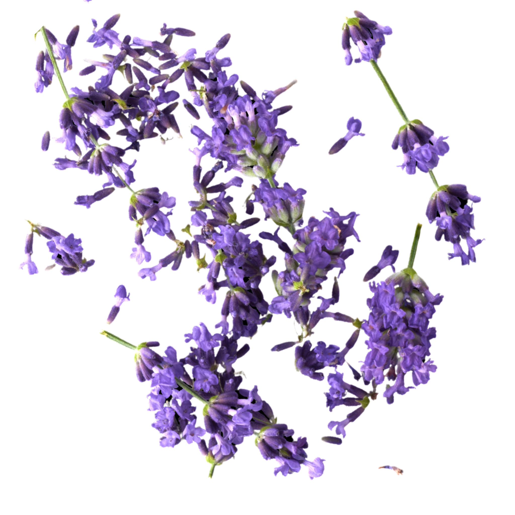 Lavender flower.