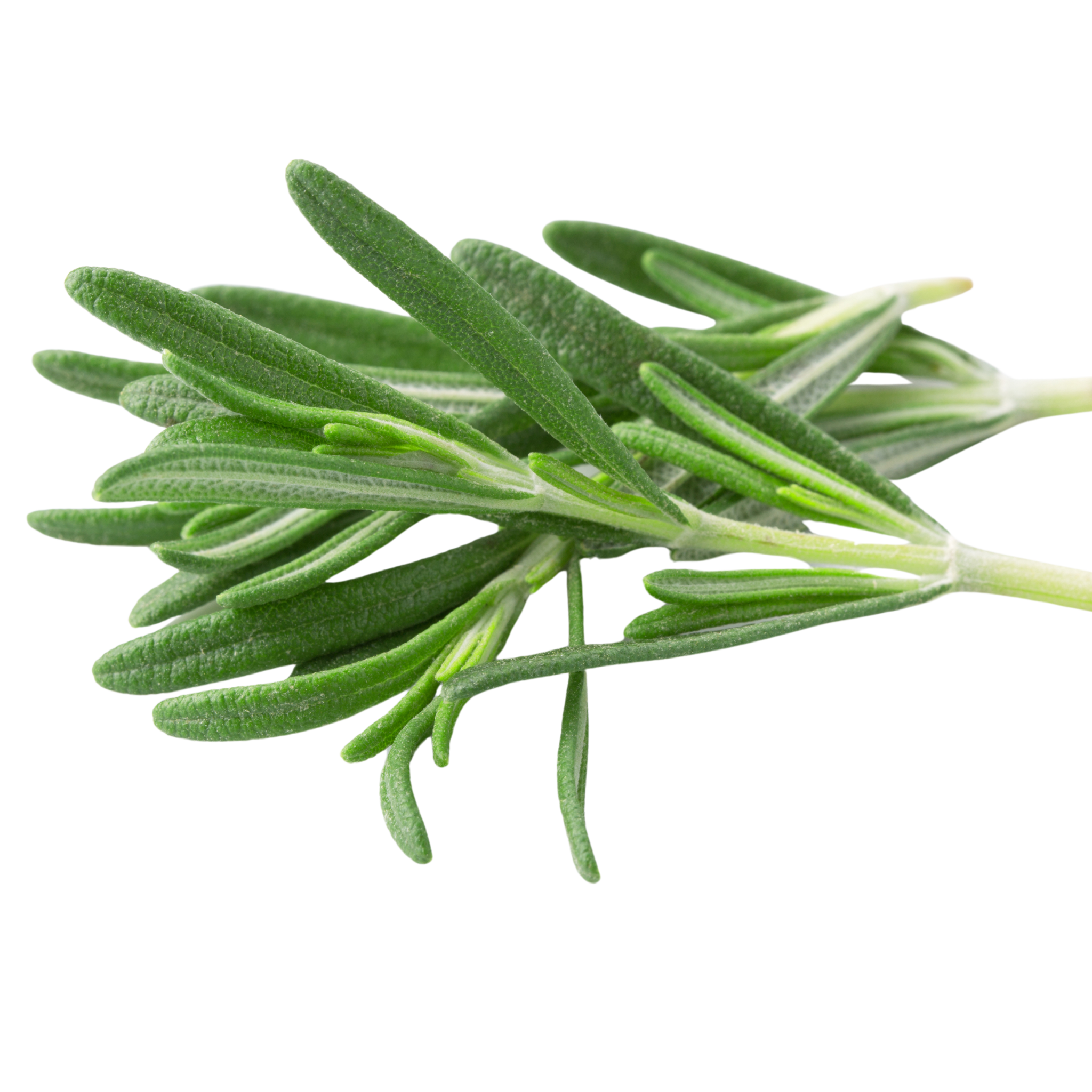 Rosemary bunch.